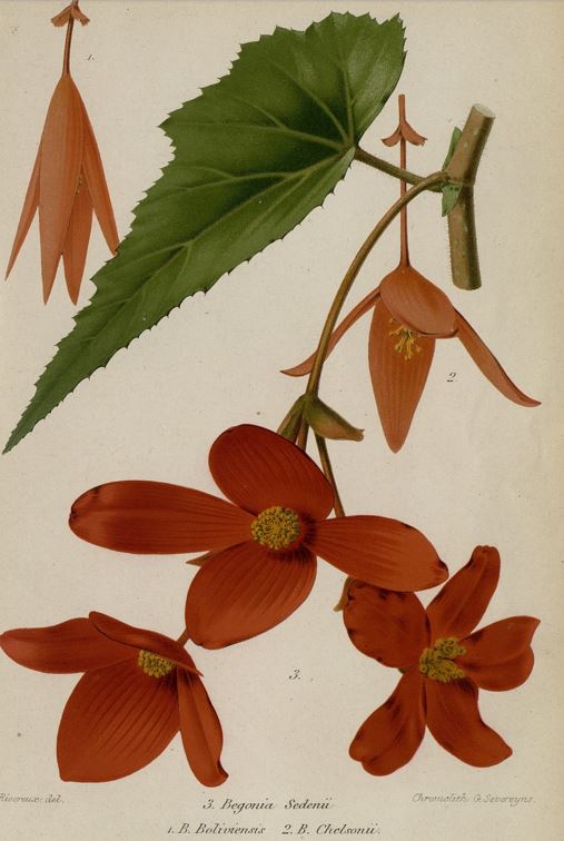 B. ‘boliviensis Superba’